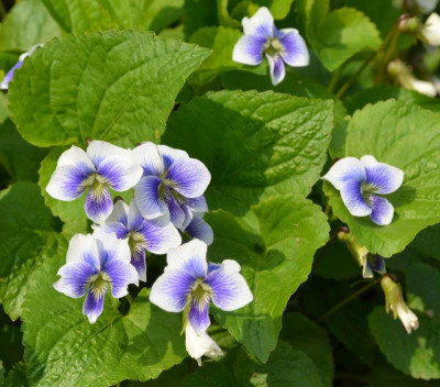 Viola_sororia-Prisceana.19-3.jpg