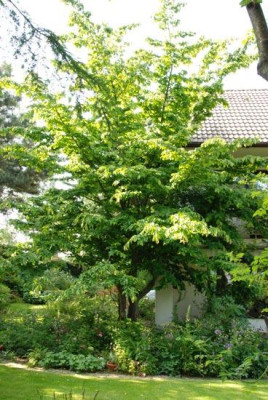 Parrotia-aufgeastet.jpg
