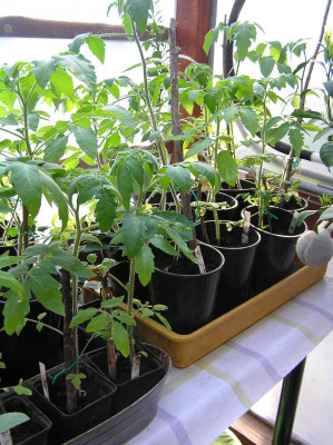 Tomaten April 2019 084.JPG
