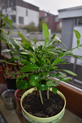 kaffirlimette 001.JPG
