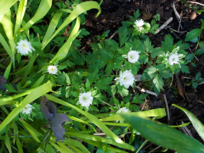 anemone-bracteata-pleniflora.jpg
