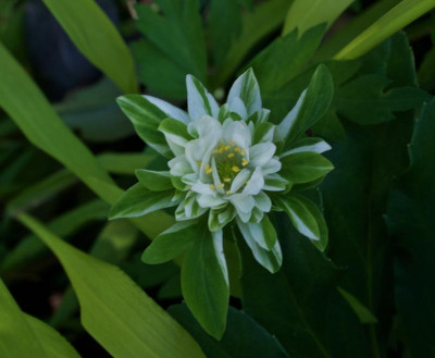 anemone-bracteata-pleniflora-nah.jpg