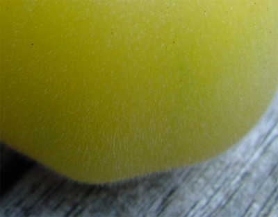 weisser_pfirsich_detail.jpg