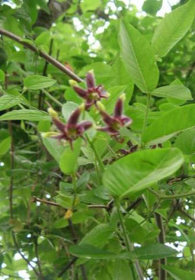 DSCN0807_Periploca_graeca.jpg
