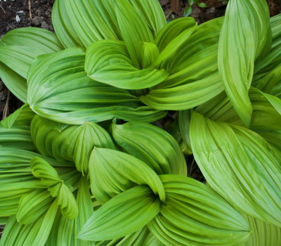 veratrum-nigrum-austrieb.jpg