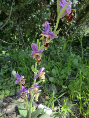 CIMG1611Ophrys heldreichii.JPG