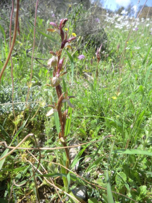 CIMG1616Anacamptis collina.JPG
