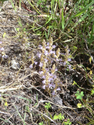 CIMG1608Orobanche ramosa.JPG