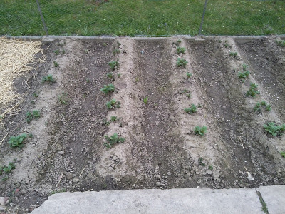 Kartoffelreihenwettkampf.jpg