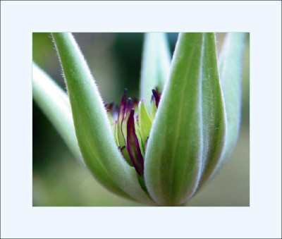 C._BICOLOR_III_MI_2305.jpg