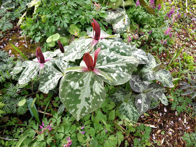 IMG_20190410_110136_eTrillium cuneatum.jpg