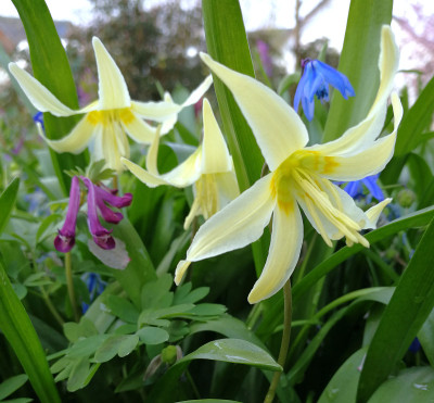 IMG_20190410_110032_eErythronium aff oreganum.jpg