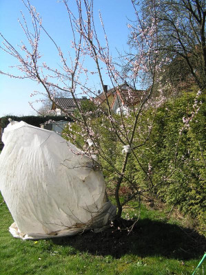 Aprikose April 2019 004.JPG