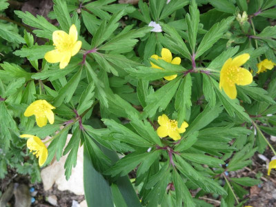 Anemone ranunculoides_7802.jpg