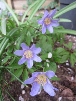 Anemone nem.jpg