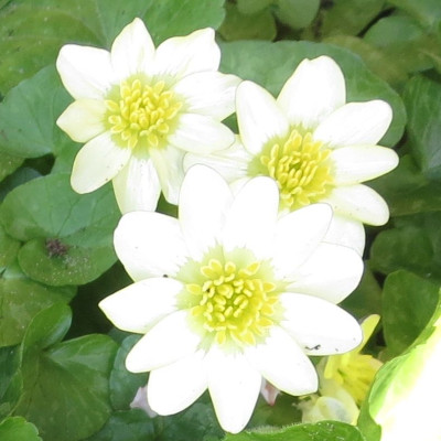 Ranunculus ficaria 'Salmon White'_7795.jpg