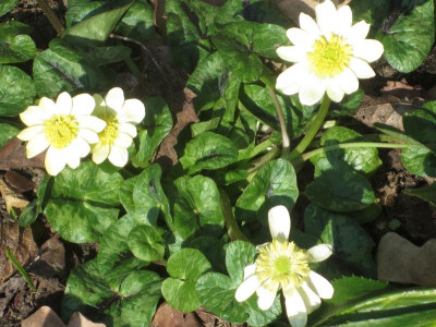 Ranunculus ficaria 'Randall's White'_7738.jpg