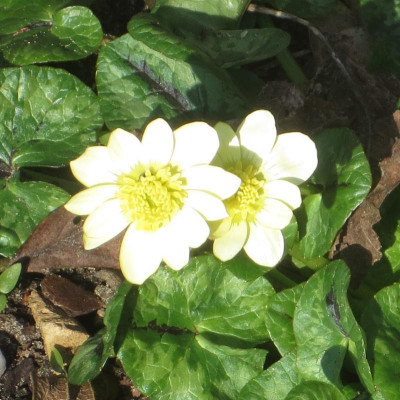 Ranunculus ficaria 'Randall's White'_7738 - Arbeitskopie 2.jpg