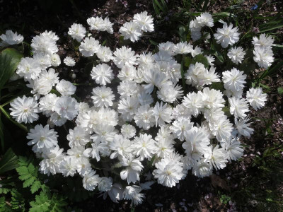Sanguinaria canadensis 'Multiplex'_7787.jpg