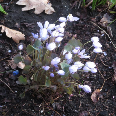 Jeffersonia dubia_7769.jpg