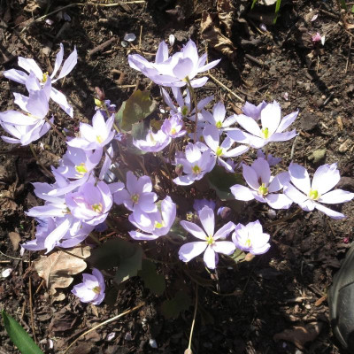 Jeffersonia dubia_7766 - Arbeitskopie 2.jpg