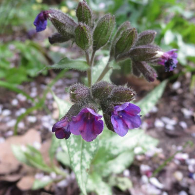 Pulmonaria Hybride 'Majeste'_7806.jpg