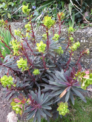 euphorbia amygdaloides purpurea_7811.jpg