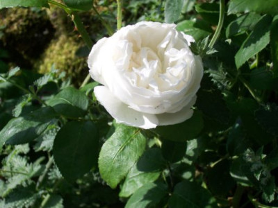 hollandische_Rose_Blute_schale.jpg