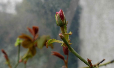 gloire knospe 19.jpg