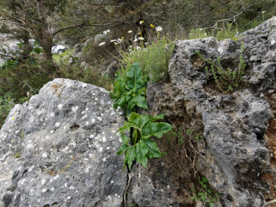 P4010237_DxO_1000px.jpg