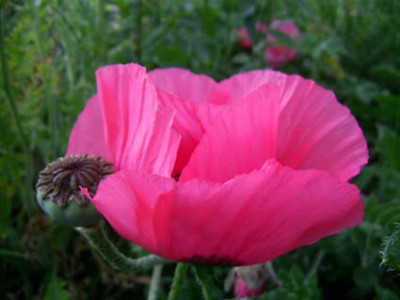 Glowing_Rose_PIC_0401.JPG