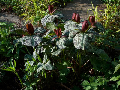 trillium-cuneatum-bluete.jpg
