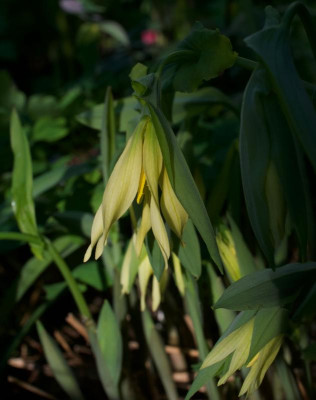 uvularia-perfoliata.jpg