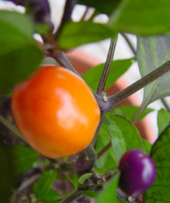 pretty_in_purple_orange.jpg