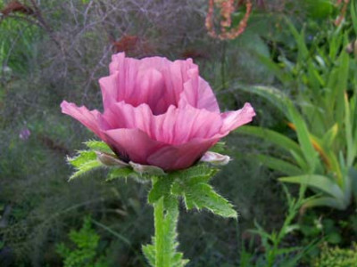 Papaver_orientalis_Pattys_Plum_PIC_0314.JPG