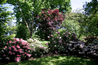 Rhododendron1107.jpg