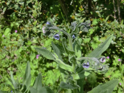 CIMG1602cynoglossum creticum.JPG