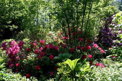 Rhododendron1807.jpg