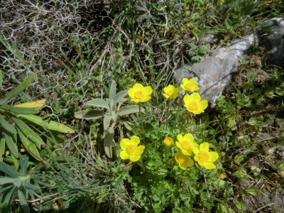 CIMG1689Ranunculus creticus.JPG