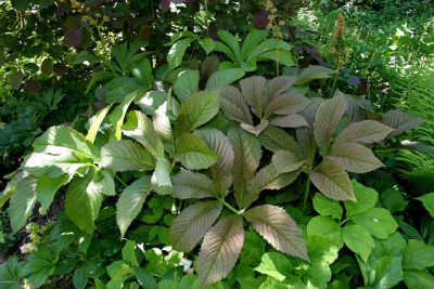 Rodgersia0207.jpg