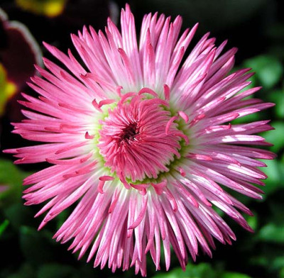 bellis_perennis.jpg