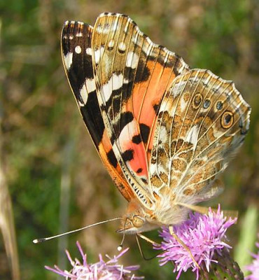 Vanessa_cardui_-_Distelfalter_04.jpg