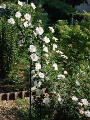 Shropshire_Lass_00010__H_6034.jpg