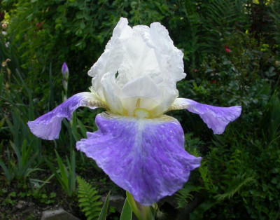 Unbekannte_blauweie_Amoena.jpg