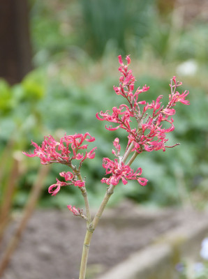 2019-04-11 Acer 'Wilson´s Pink Dwarf'.jpg