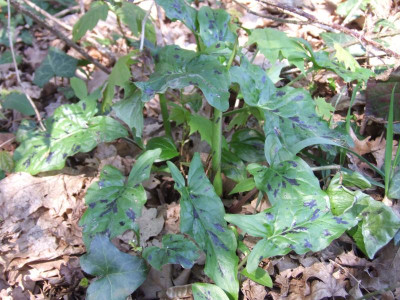 DSCF6160.JPG