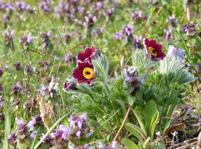 2019-04-10 Pulsatilla.jpg