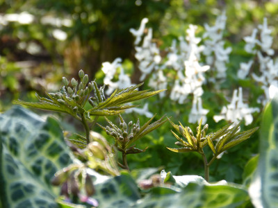 2019-04-10 Cardamine heptaphylla 1.jpg