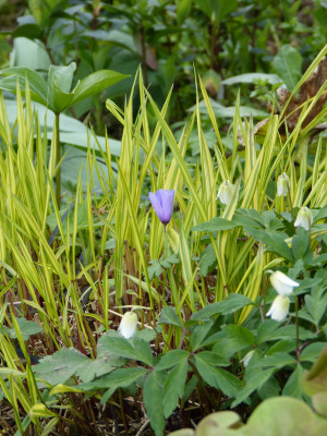 2019-04-11 Gartenimpressionen 1.jpg