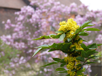 2019-04-11 Mahonia.jpg